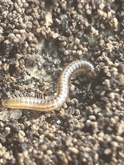 Brachyiulus