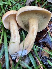 Suillus hirtellus