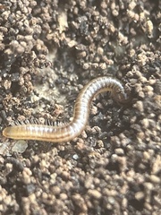 Brachyiulus