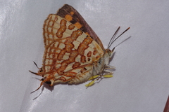 Cigaritis homeyeri