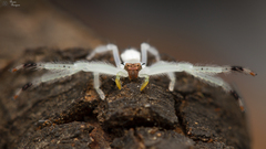 Trichopagis