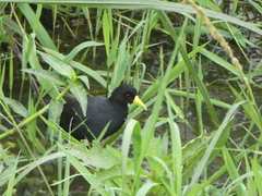 Zapornia flavirostra