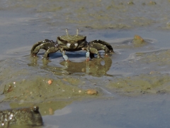 Macrophthalmus