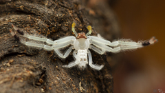 Trichopagis
