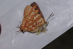 Cigaritis homeyeri