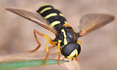 Xanthogramma citrofasciatum