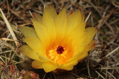 Parodia mammulosa