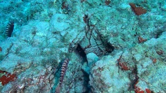 Heteropriacanthus fulgens