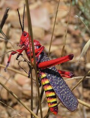 Phymateus morbillosus