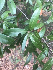 Quercus hemisphaerica