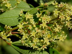 Searsia lucida