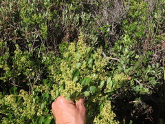 Searsia lucida