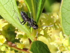 Camponotus niveosetosus