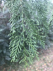 Platycladus orientalis