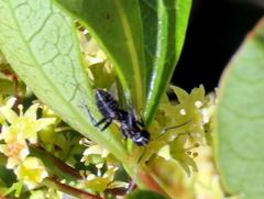Camponotus niveosetosus