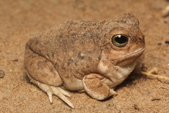 Pleurodema nebulosum