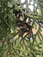 Platycladus orientalis