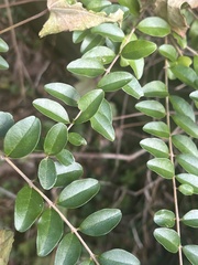 Ligustrum