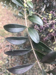Ligustrum quihoui