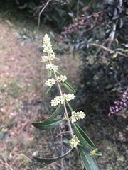 Ligustrum quihoui