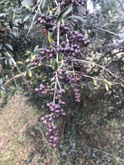 Ligustrum quihoui