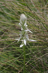 Satyrium trinerve