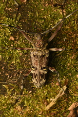 Macropophora trochlearis