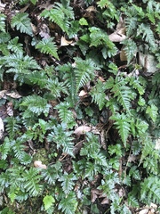 Davallia repens