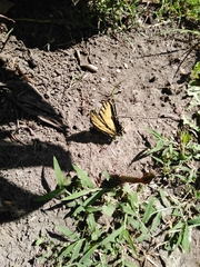 Papilio multicaudata multicaudata