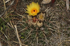 Parodia mammulosa