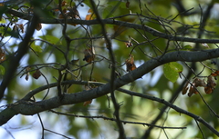 Empidonax flaviventris