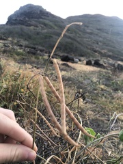 Macroptilium atropurpureum