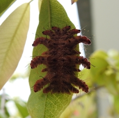 Phobetron hipparchia