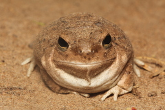 Pleurodema nebulosum