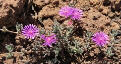 Drosanthemum ambiguum