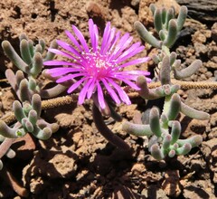 Drosanthemum ambiguum