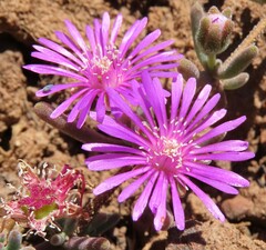 Drosanthemum ambiguum