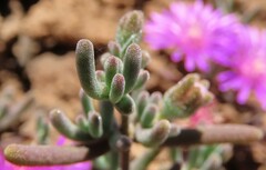 Drosanthemum ambiguum