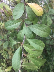 Sideroxylon lycioides