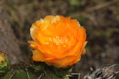 Opuntia megapotamica