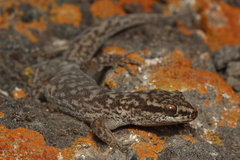 Homonota darwinii