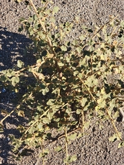 Fremontodendron