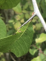 Sideroxylon lycioides
