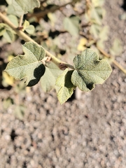 Fremontodendron