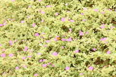 Hylephila phyleus phyleus