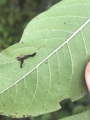 Sideroxylon lycioides