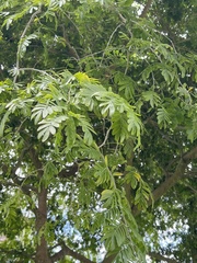 Albizia lebbeck