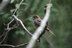 Knipolegus cyanirostris