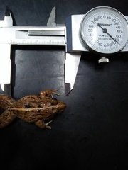 Chianjur Wart Frog photo 2