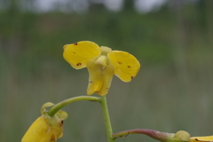 Eulophia speciosa